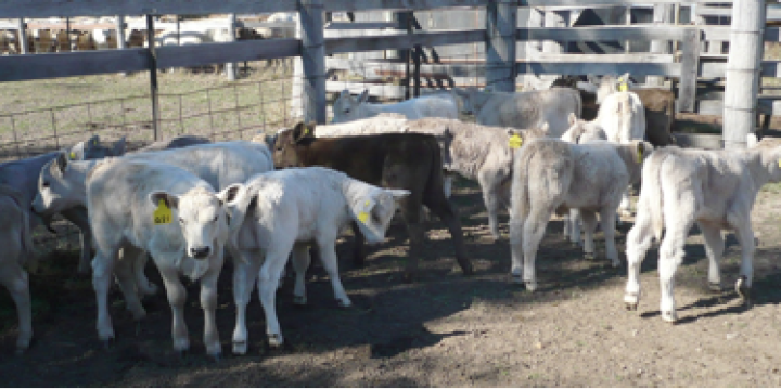 April 2011 Newsletter Devanah April 2011 4