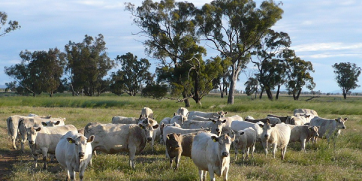 December 2012 Newsletter Devanah Dec12 Image