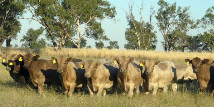 November 2011 Newsletter Nov Image